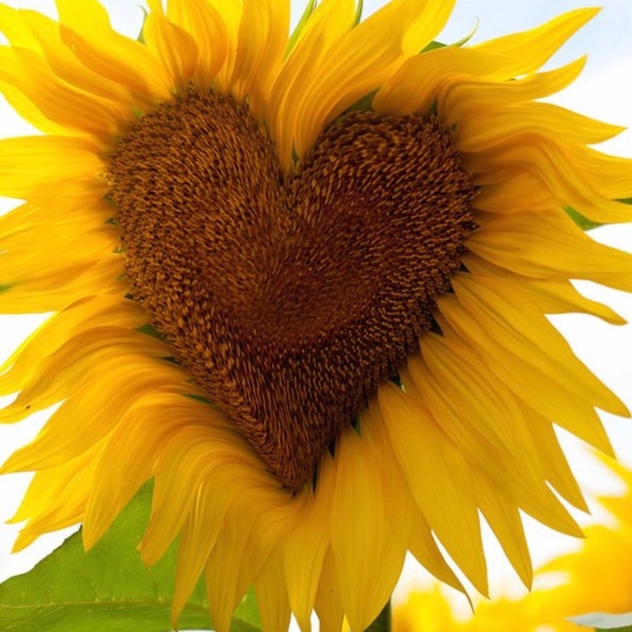 Meet your Posher, Summer - Picture 1 of 1